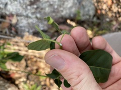 Leichhardtia rostrata