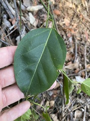 Leichhardtia rostrata