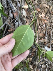 Leichhardtia rostrata