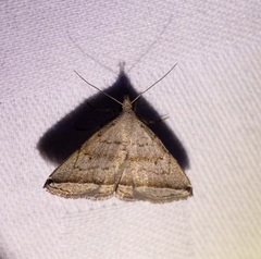 Lysimelia neleusalis