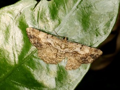 Psilalcis galsworthyi