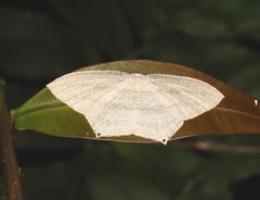 Acropteris ciniferaria
