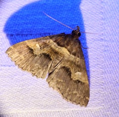 Bertula retracta