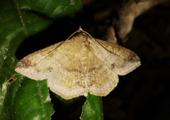 Ericeia pertendens
