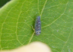 Colladonus geminatus