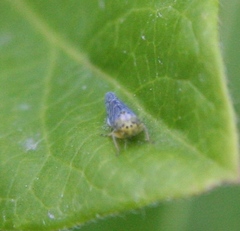 Colladonus geminatus