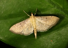 Herpetogramma rudis