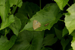 Jamides alecto alocina