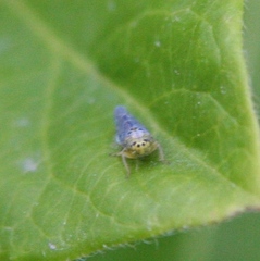 Colladonus geminatus