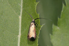 Adela reaumurella