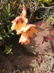 Tritonia deusta deusta