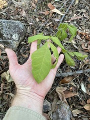 Flindersia schottiana