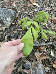 Flindersia schottiana