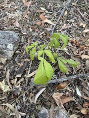 Flindersia schottiana