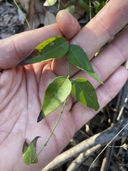 Secamone elliptica