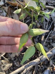 Secamone elliptica