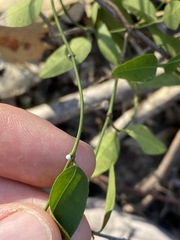 Secamone elliptica