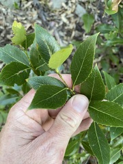 Denhamia bilocularis