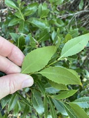 Denhamia bilocularis