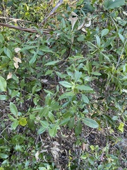 Denhamia bilocularis