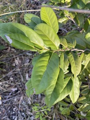 Diospyros fasciculosa