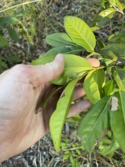 Diospyros fasciculosa