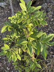 Diospyros fasciculosa