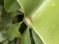 Oecophylla smaragdina