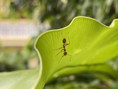 Oecophylla smaragdina