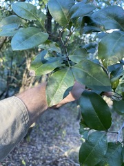 Rhysotoechia bifoliolata