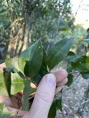 Rhysotoechia bifoliolata