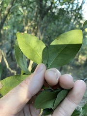 Rhysotoechia bifoliolata