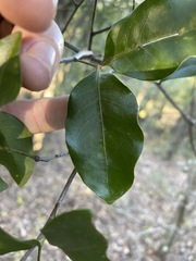 Rhysotoechia bifoliolata