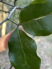 Rhysotoechia bifoliolata