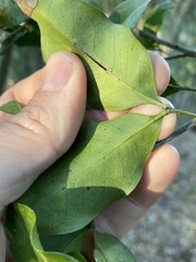 Rhysotoechia bifoliolata