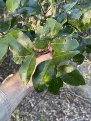 Rhysotoechia bifoliolata