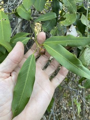 Capparis arborea