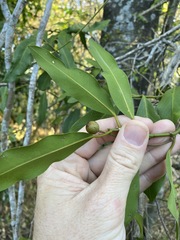 Capparis arborea