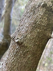 Capparis arborea