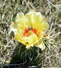 Opuntia polyacantha