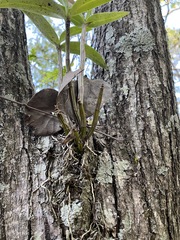 Dendrobium gracilicaule