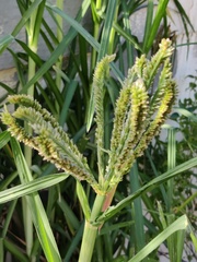 Eleusine coracana