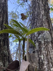 Dendrobium gracilicaule