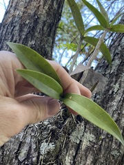 Dendrobium gracilicaule
