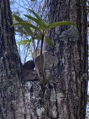 Dendrobium gracilicaule