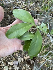 Siphonodon australis