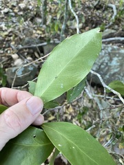 Siphonodon australis