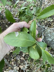 Siphonodon australis