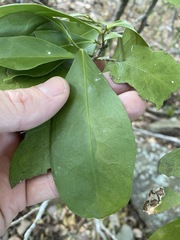 Siphonodon australis