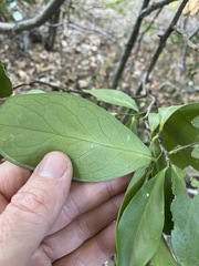 Siphonodon australis